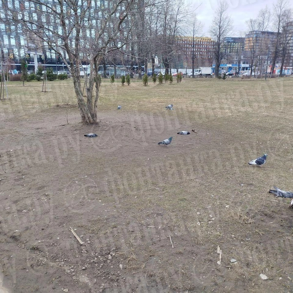Тихий мор в саду «Нева». Прохожих пугают десятки трупов голубей в петербургском парке | Источник: читатель «Фонтанки»
