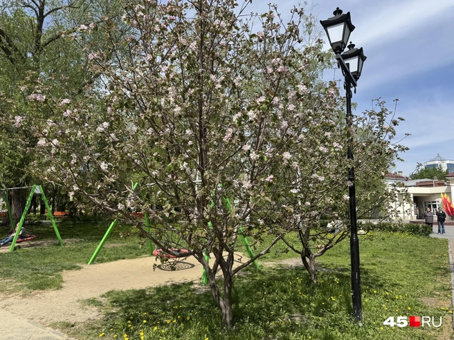Источник: Юлия Король / 45.RU