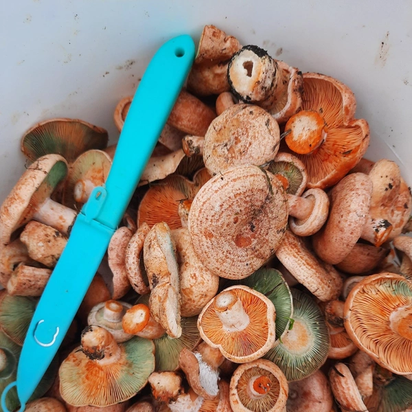 Источник: «Уральский ЯжеГрибник» / Vk.com