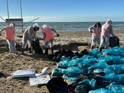 11 краснокнижных дельфинов и 143 птицы погибли после разлива мазута: экологическая катастрофа в Краснодарском крае