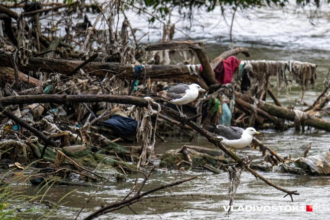 Мусорные горы в реке снова задерживают дождевые воды | Источник: Елена Буйвол / VLADIVOSTOK1.RU