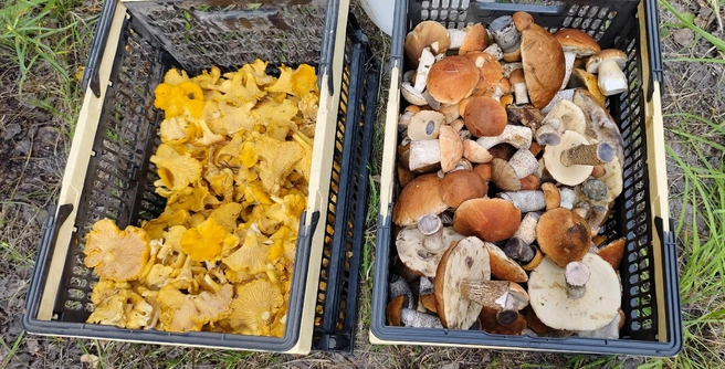 Вот сколько насобирал Евгений!  | Источник: Грибы и Грибники Самарская область / Vk.com 