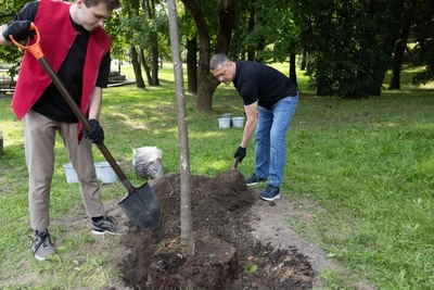 В Парке строителей Пскова высажены липы