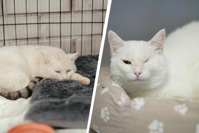 Кот Ирбис ищет дом в Перми уже два года