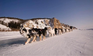 Не только хаски: собаки, которым не страшен мороз