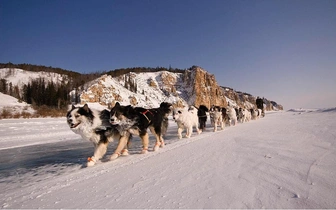 Не только хаски: собаки, которым не страшен мороз