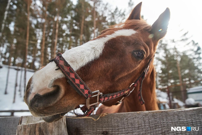 Хотите пообщаться с символом Нового года&nbsp;— съездите в конный клуб | Источник: Александр Ощепков / NGS.RU