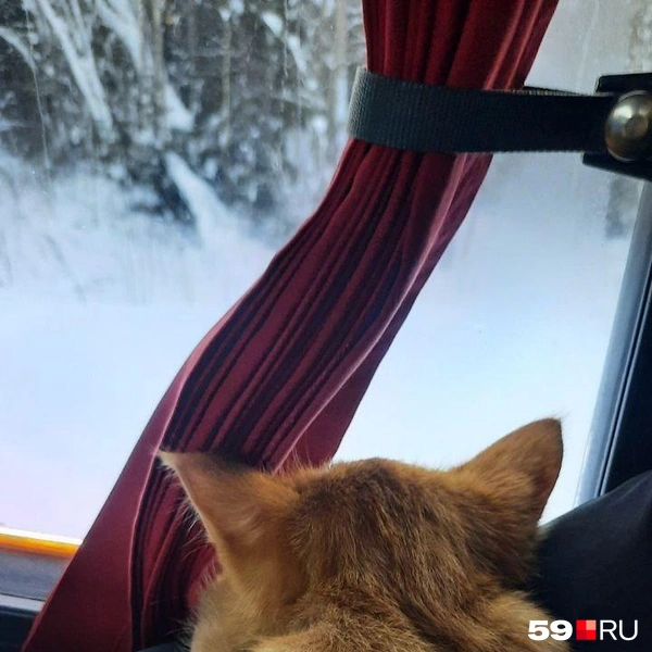 Четвёртый котёнок ехал рядом с коробкой и смотрел всю дорогу за окно | Источник: читательница 59.RU