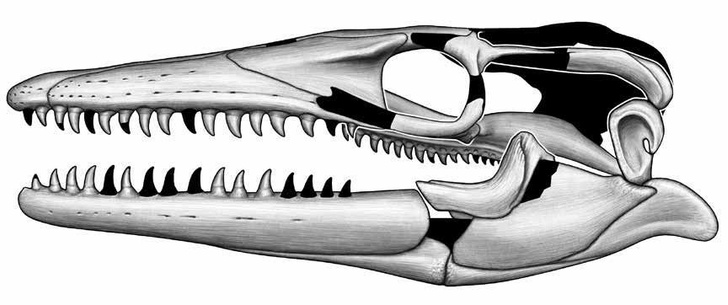 Ёрмунганд во плоти: каким был самый сердитый из водоплавающих динозавров?