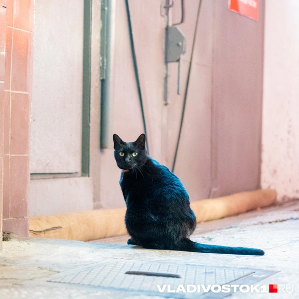 Источник: Елена Буйвол / VLADIVOSTOK1.RU