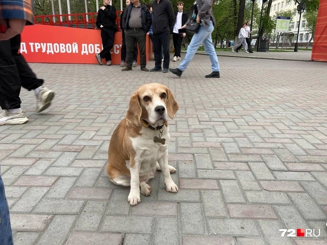 Нашли самого милого и грустного зрителя репетиции  | Источник: Артур Галиев / 72.RU