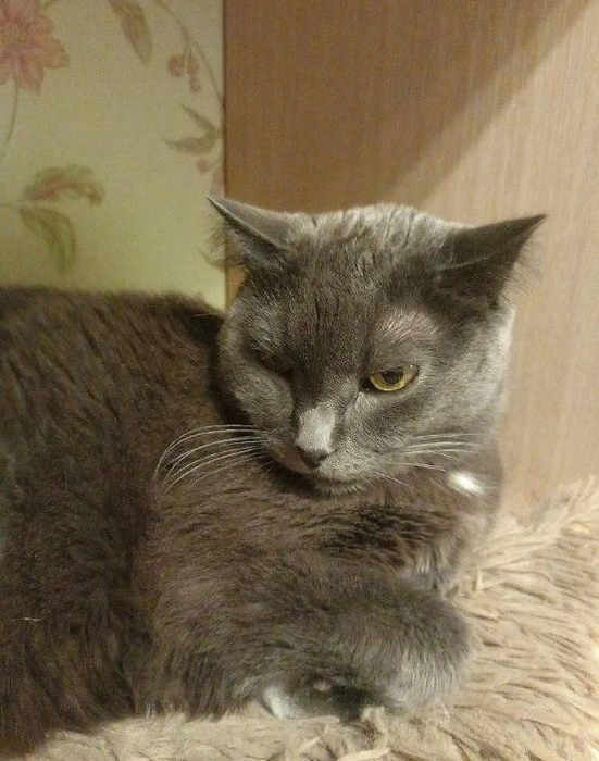 Некоторые домашние любимцы не в восторге от холодов&nbsp;— это видно по выражению мордочки | Источник: читательница НГС Лариса