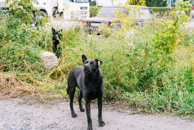 Облсуд окончательно обязал мэрию Оренбурга ускорить отлов собак