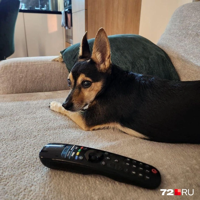 Перепуганная собака весь вечер отказывалась от еды | Источник: Читатель 72.RU