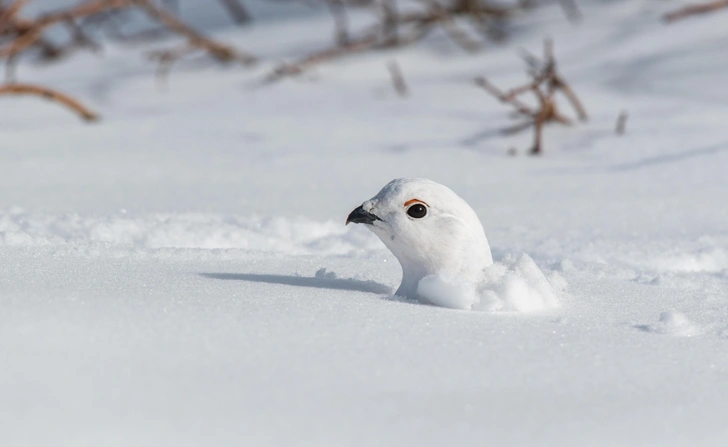 Источник: Kerry Hargrove via Getty Images