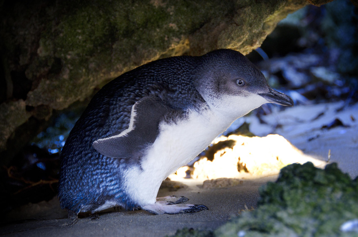 Рожденные не летать: как строят свою жизнь пингвины