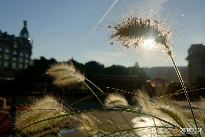 Антициклон в Петербурге поможет солнцу быстро компенсировать ночные потери тепла | Источник: Михаил Огнев / «Фонтанка.ру»