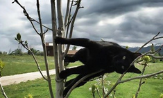 Фотографии котов, обманувших гравитацию