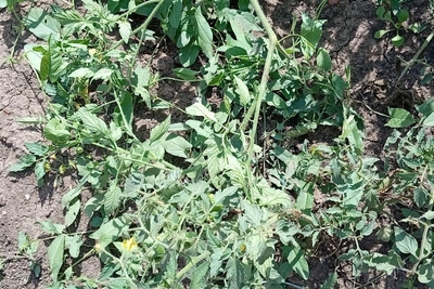 Don't Burn Tomato and Potato Tops: Best Fertilizer for Apple and Raspberry