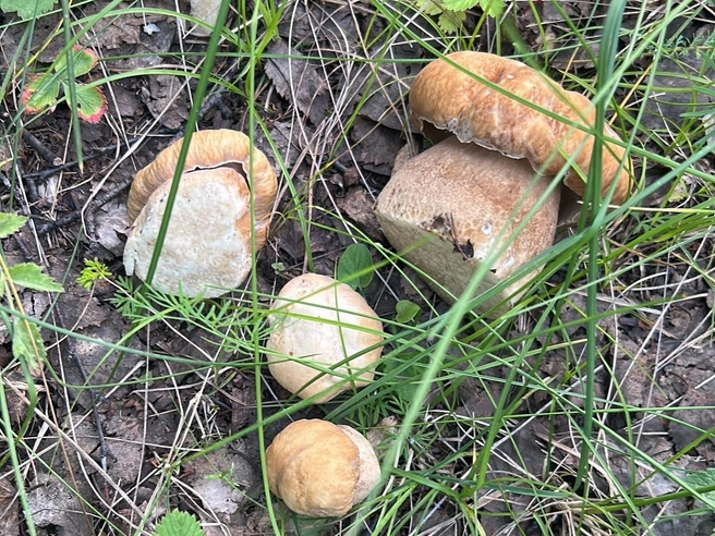 Вместе с белыми грибами в лесу пошли подосиновики | Источник: «Дары лесов Урала. Грибы Екатеринбурга и области» / Vk.com