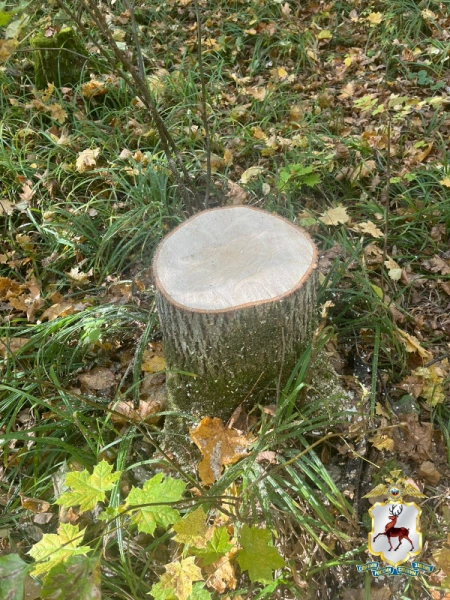 Источник: ГЛАВНОЕ УПРАВЛЕНИЕ МВД РОССИИПО НИЖЕГОРОДСКОЙ ОБЛАСТИ