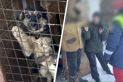 В Архангельске проверяют приют после гибели щенков