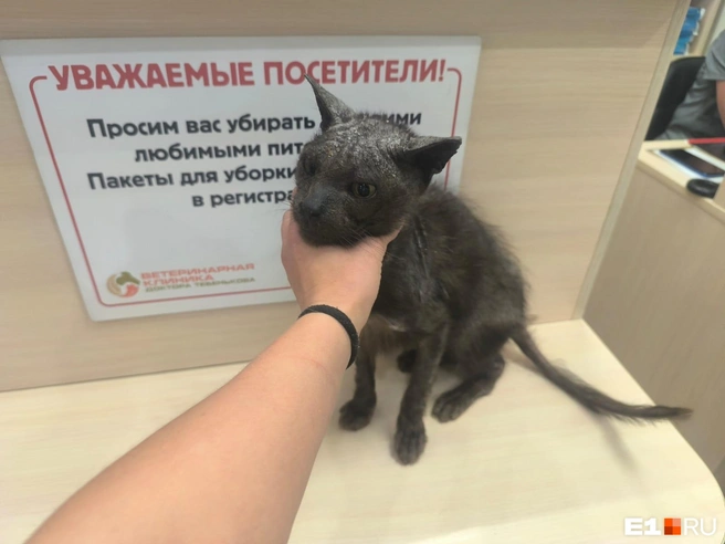 Финик — кот из приюта | Источник: Читатель E1.RU