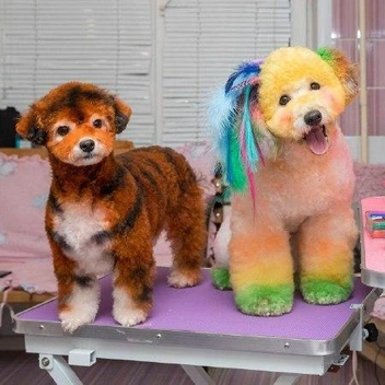 «Голубой огонек на Шаболовке», атмосфера закулисья | Источник: читатель НГС