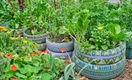 Никогда не используйте старые шины для грядок: пострадает и урожай, и ваше здоровье