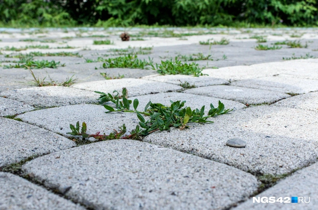 Трава спокойно себе растет и в сквере у театра для детей и молодежи | Источник: Александр Левчук / NGS42.RU