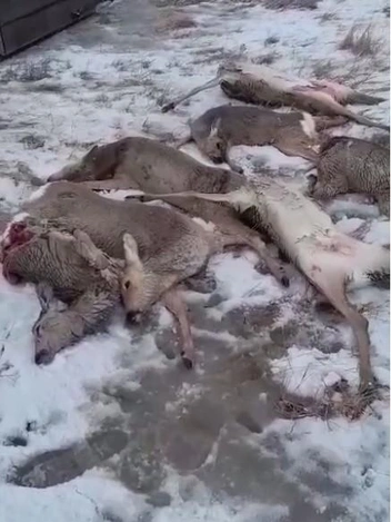 Многие косули погибли на льду, не дождавшись помощи. Сколько именно, не известно: охотники и охотоведы в цифрах расходятся на порядок | Источник: читатель НГС