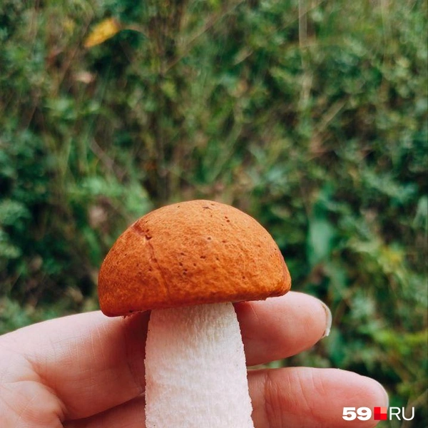 Длинная ножка — это чтоб сразу заметили? | Источник: Ирина Бердникова, читатель 59.RU