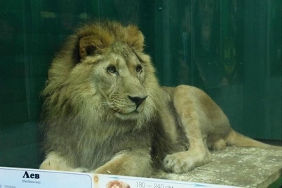 Lion Gosh marks 20th birthday after near-fatal start