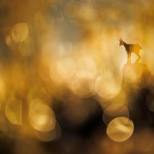 Победитель в номинации «Млекопитающие» | Источник: Radomir Jakubowski / GDT Nature Photographer of the Year 2025