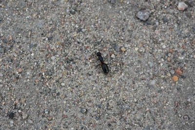 Муравейники на юге Мурманской области начали просыпаться