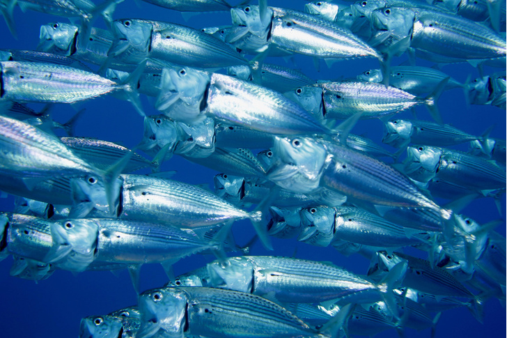 Изменение климата приведет к уменьшению морской биомассы