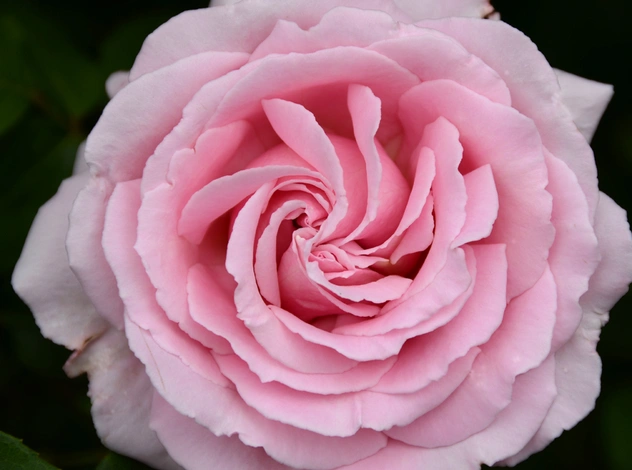 Вселенная роз Armani Prive: Rose D’Arabie и Rose Alexandrie