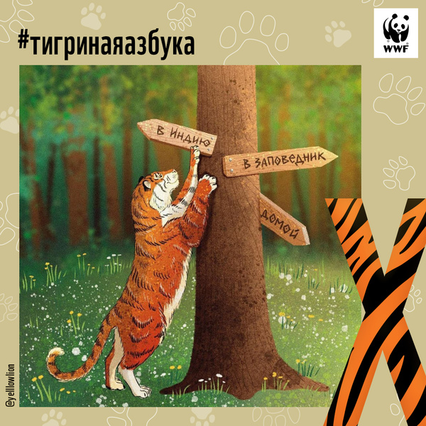 Фото №22 - Тигры от А до Я: WWF России и Woman.ru выпустили карточки об амурском тигре