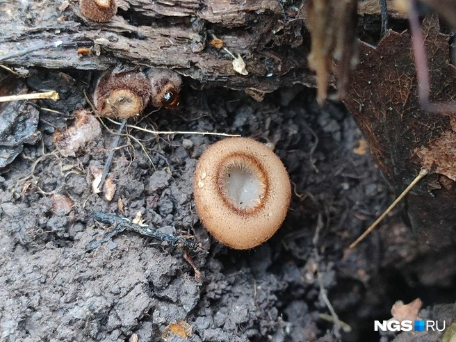 Гриб совсем небольшой | Источник: Илья Калинин / NGS.RU