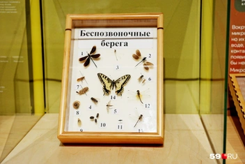 Бабочки, стрекозы и другие насекомые, которых можно увидеть рядом с водой | Источник: Ирина Тропина / 59.RU