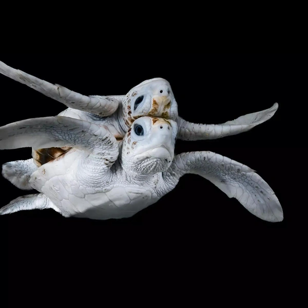 Финалист в номинации «Угрожаемые виды» | Источник: Jake Wilton / Australian Geographic Nature Photographer 2025