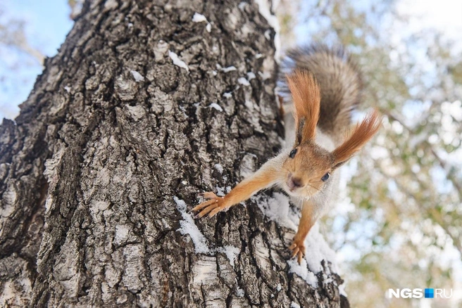 Любопытство и наглость белок не знает предела | Источник: Александр Ощепков / NGS.RU