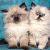 userpic__хованская