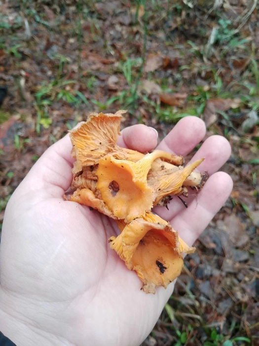 С уловом повезло и Юлии Шороховой | Источник: Юлия Шорохова, «Грибы Ярославской области» / Vk.com