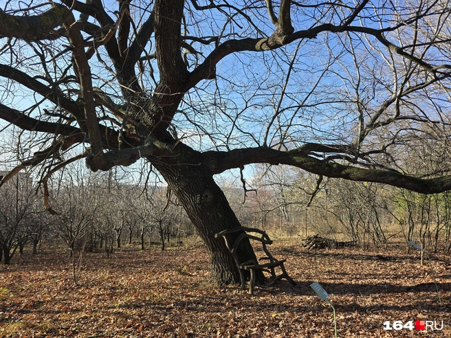 Черешчатый дуб | Источник: Семен Коротов-Майбах / 164.RU
