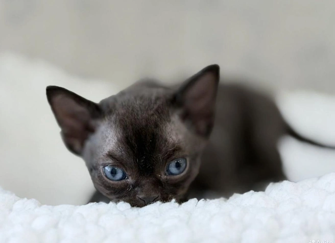 Цена на малыша выше, чем зарплата многих людей за месяц  | Источник: «Авито»