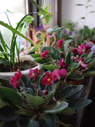 10 комнатных растений, привлекающих в дом любовь