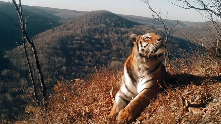 Тигр, который считал ворон: зоолог объяснил поведение хищника на видео