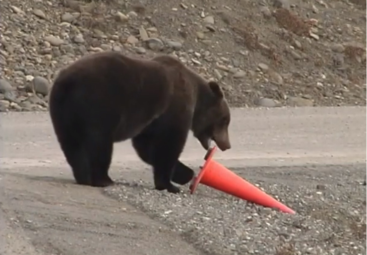 Медведь поправляет упавший дорожный конус и идет себе дальше (видео)