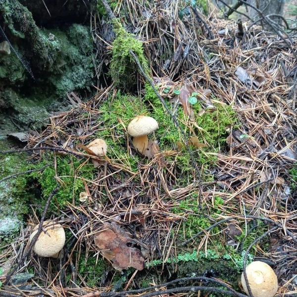 Источник: «Грибы и грибники Екатеринбурга и Свердловской области» / Vk.com